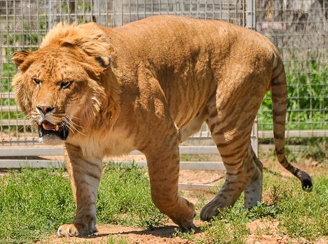 Liger Animal, Biggest Cat In The World, Types Of Tigers, Lion Photography, The Offspring, Animals Friendship, Rare Animals, Types Of Dogs, Lion Art