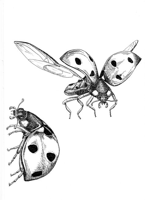 Part of my "Maryland Insect" series, this drawing features the ladybug. This pen drawing is made on acid-free heavyweight paper using black Sarstedt pen. The print you will receive captures all features and details from the original. Message me for custom sizes, composition, color, and pricing. Free shipping on all products! Please choose a size from the menu. The 8"x10" prints are on 8.5"x11" ultrawhite cardstock. All drawings and digital additions are my own. The watermark will removed in the print. Enjoy! Ladybug Drawings, Ladybug Sketch, Bugs Art, Insect Sketch, Bug Doodles, Insects Drawing, Pen Drawings, Ladybug Drawing Insects, Insect Drawing