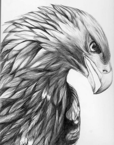 A Pencil, Pencil Drawing, Feathers, Pencil, Black And White, White, Black