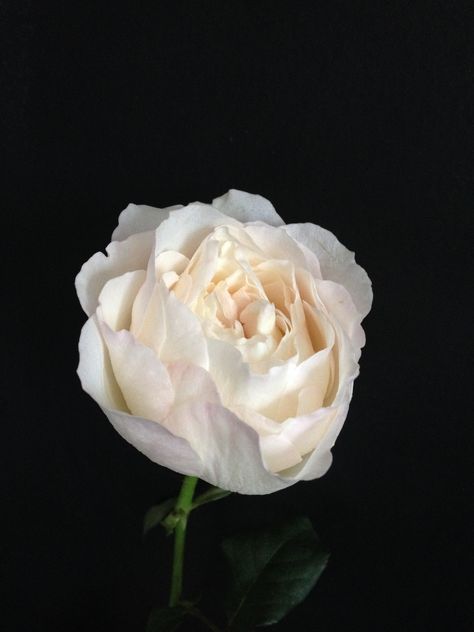 Kiera David Austen Flower Inspiration, Beautiful Items, Spring Flowers, Plants, Flowers, White