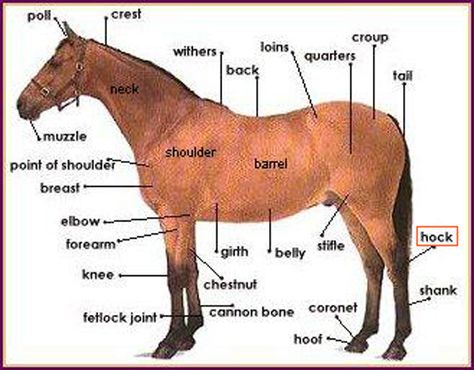 horse_anatomy Parts Of A Horse, Leg Anatomy, Horse Lessons, Horse Information, Horse Facts, Horse Care Tips, Horse Info, Horse Anatomy, Horse Camp