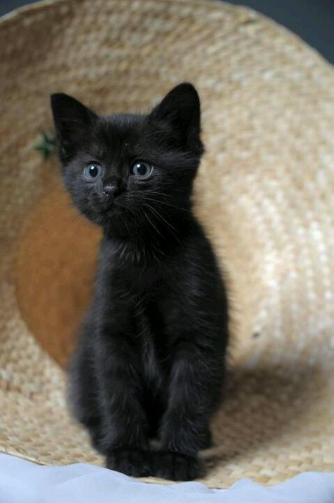 Söt Katt, Black Kitten, Kittens And Puppies, Cute Cat Gif, Cute Cats And Kittens, Cats Meow, Pretty Cats, Black Cats, Beautiful Cats