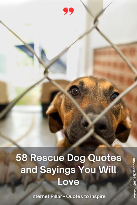 58 Rescue Dog Quotes and Sayings You Will Love - quotes | inspirational quotes | motivational quotes | inspiring quotes | quotes of the day | quotes about life | life quotes | love quotes - #quotes #love #motivation #inspiration #life #quote #quoteoftheday #success #motivationalquotes #inspirationalquotes #quotestoliveby #photooftheday #happy #travel #lifestyle #positivevibes #lifequotes #instagram #poetry #follow #nature #inspiringquotes #selfimprovement Who Rescued Who Quote Dogs, Rescued Dog Quotes, Dog Appreciation Quotes, Rescue Dogs Quotes, Dog Rescue Quotes, Changing Lives Quotes, Shelter Dog Quotes, Animal Shelter Quotes, Rescue Dog Quotes