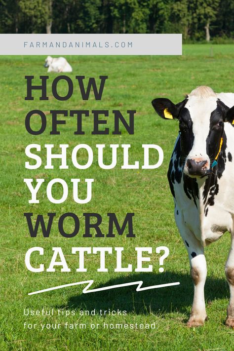 Springtime is the best time to deworm cattle. Early in the springtime, parasite loads are very heavy in pastures. They tend to reduce during the summertime and then they rise again in the autumn. So how often should you worm cattle?  You can’t always tell by looking when your cows are infected with parasites. You may notice subclinical signs such as a decrease in milk production; a slowing down of weight gain and even a reduction in conception rates. Caring For Cows, Farm Hacks Cattle, Cattle Feeder Ideas, Cattle Fence Ideas, Farm Worksheets, Raising Cows, Farm Goals, Cattle Feeder, Family Cow