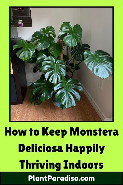 Monstera Deliciosa Thriving Indoors Monstera Deliciosa Indoor, Monstera Deliciosa Care, Swiss Cheese Plant, Cheese Plant, Monstera Plant, Tropical Foliage, Monstera Deliciosa, Swiss Cheese, Tropical Vibes