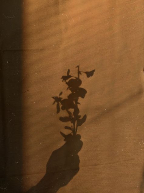 Aesthetic | Shadow | Aesthetic Shadow | Hand Shadow | Flower | Golden hour Brown Shadow Aesthetic, Hazel Brown Aesthetic Pictures, Golden Dark Aesthetic, Dark Brown Flowers Aesthetic, Gold Asthetics Photos Wallpaper, Hazel Brown Aesthetic, Shadow Hands Aesthetic, Flowers Asthetics Photos, Hand Shadow Aesthetic