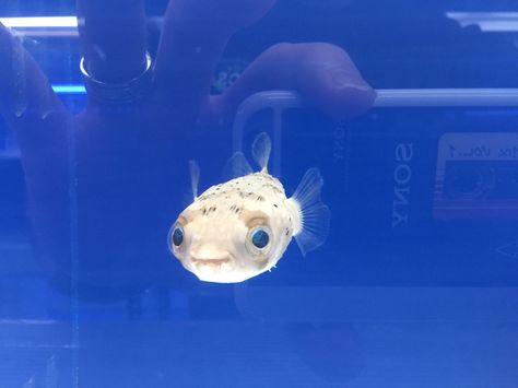 Fish Reaction Pic, Pufferfish Cute, Silly Pufferfish, Pufferfish Plush, Cute Puffer Fish, White Spotted Puffer Fish, Puffer Fish, Print Outs, Cute Fish