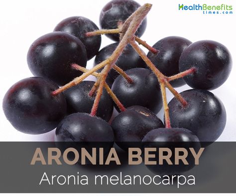 Chokeberry (Aronia Berry) Facts, health benefits & Nutritional Value Black Chokeberry, Aronia Melanocarpa, Berry Syrup, Aronia Berry, Aronia Berries, Health Living, Home Vegetable Garden, Nutritional Value, Good Style