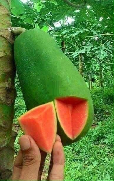 Giant Vegetable, Weird Fruit, Papaya Tree, Papaya Seeds, Strange Fruit, Fruits Photos, Papaya Fruits, Types Of Fruit, Fruit Photography