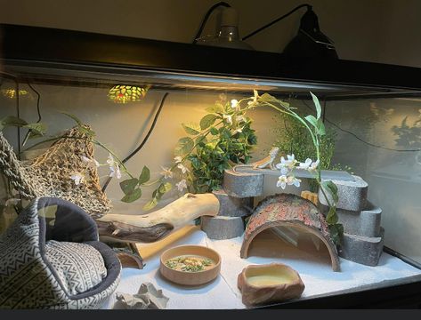 Girly Reptile Enclosure, Bearded Dragon Aesthetic Tank, Aesthetic Leopard Gecko Tank, Cute Bearded Dragon Tank Ideas, Lizard Cage Ideas, Bearded Dragon Terrarium Setup, Bearded Dragon Enclosure Ideas Aesthetic, Beared Dragon Cage Ideas Cute, Beardie Enclosure Ideas