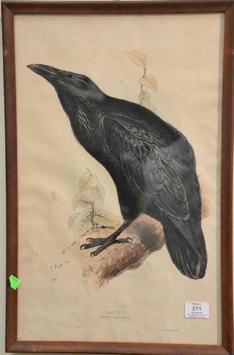 Edward Lear (1812-1888) hand colored lithograph Raven, Corvus Corax Raven Illustration, John Gould, Edward Lear, Sketching Illustration, Science Illustration, Natural Science, Currier And Ives, Crows Ravens, Scientific Illustration