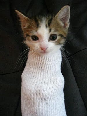 Cat In Socks, Cat In A Sock, Cats In Socks, Sock Cats, Sock Cat, Cat Camera, Cat Noises, Silly Kitties, Funny Looking Cats