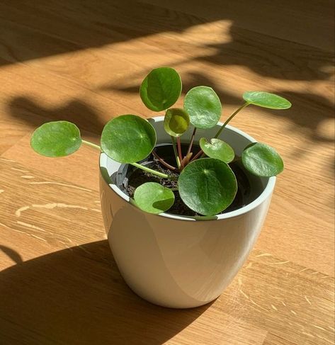 Small Plant Aesthetic, Cute Plants Aesthetic, Plants Aesthetic Art, Plante Aesthetic, Green Plant Aesthetic, Green Plants Aesthetic, Aesthetic Sunlight, Pilea Plant, Cute Plants