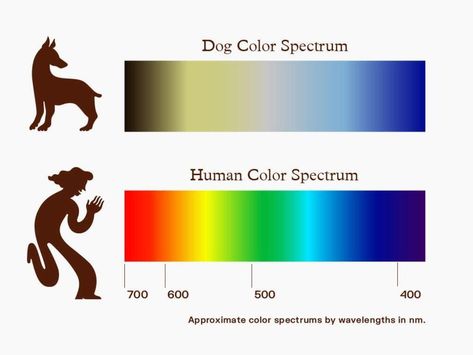 Curious about what colors dogs can see? Learn how canine vision works and explore the spectrum of colors that dogs can perceive. Dog Vision, Fun Facts About Dogs, Color Vision, Pet Camera, Emotional Support Dog, Best Dog Toys, Agility Training, Dog Facts, Dog Help