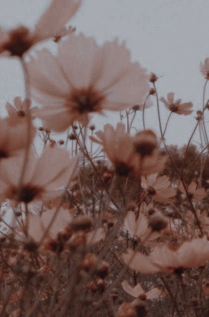 Brown Photo, Flowers Dark, Aesthetic Brown, Dark Purple Aesthetic, Flowers Aesthetic, Pastel Pink Aesthetic, Aesthetic Pastel, Brown Aesthetic, Purple Aesthetic