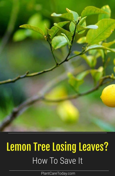 Lemon trees are small evergreen spreading trees prone to losing leaves under certain conditions. Learn why your lemon leaves are dropping and how to save them. Caring For Lemon Tree, Lemon Tree Leaf Disease, Lemon Tree Potted Care, Lemon Tree Potted, Indoor Lemon Tree, Plant Deficiencies, Growing Lemon Trees, Indoor Cactus Plants, Banana Water