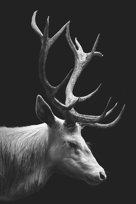 White Stag/ Deer/ Elk... The Native Americans believed the occurance of a white animal was a huge sign of prophecy – a sign from the great spirit that a major shift in their world was to come. Usually, white animals were seen during soul-quests, or vision-quests. When white occurs in the animal realm it is a message of higher thoughts, higher ideals, purity of soul, cleansing of spirit and attaining higher knowledge. Regnul Animal, Grisha Trilogy, Mule Deer, Manx, White Stag, A Deer, Arte Animal, White Photo, Animal Photo