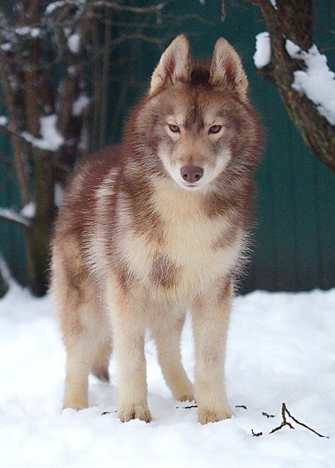 Agouti Siberian Husky, Living In Florida, Fluffy Tail, 강아지 그림, Busch Gardens, Pretty Dogs, Pretty Animals, Wolf Dog, Silly Animals