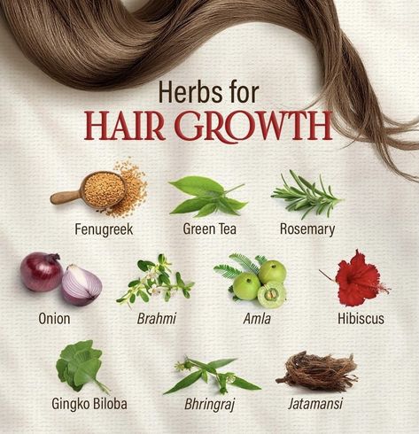 Chinese Medicine Hair Growth, Hair Growth Indian, Hair Growth Recipes, Plant Hair, Herbs For Hair Growth, Herbs For Hair, Hair Growth Foods, Hair Care Remedies, Extreme Hair Growth