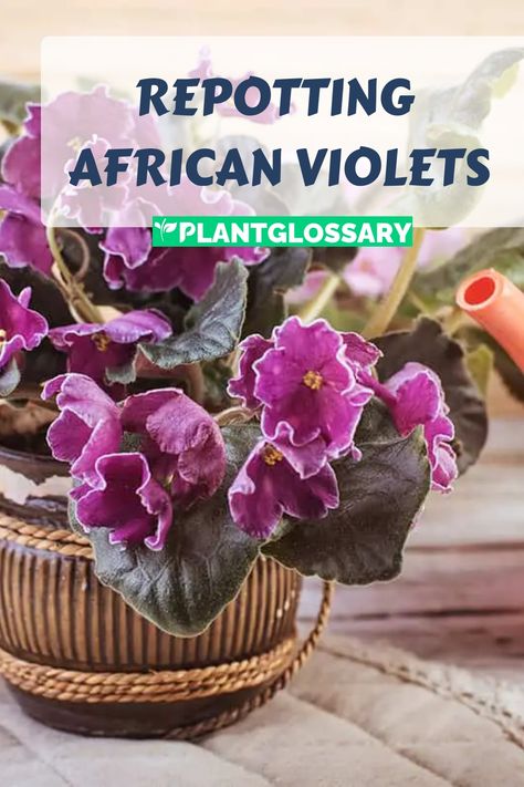 Ensuring your African violets stay healthy and vibrant involves regular repotting. In this article, we’ll walk you through the essential steps to repot your African violets. Learn how to choose the right pot, prepare the soil, and handle the plants carefully. Our detailed guide will help you maintain the health of your African violets and enjoy their beautiful blooms for years to come. African Violet Care, African Violet Pots, African Violets Plants, Violet Plant, Self Watering Pots, Soil Layers, Banana Tree, African Violet, Spider Plants