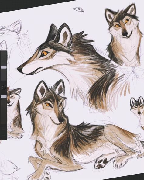 Jasper! #wolf #sketch #procreate | Instagram Wolf Head Photography, Wolf Drawing Reference Poses, How To Draw Wolfs, White Wolf Character Design, Wolf Side Profile Drawing, Wolf Body Language, Wolf Head Front View, Wolf Head Reference, Grey Wolf Drawing