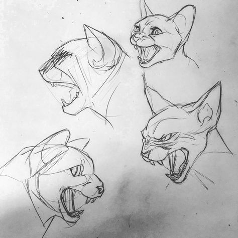 Hissing Cat, Cat Hissing, Anatomy Learning, Facial Expressions Drawing, Warrior Cat Ocs, Warrior Cats Books, Cats Books, Animation Ideas, Sketches Ideas