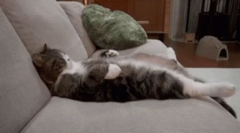 Relax Sofa GIF - Relax Sofa Cat - Discover & Share GIFs Lazy Gif, Swedish Massage Techniques, Feline Anatomy, Relax Sofa, Cat Resting, Cat Animated, Cat Massage, Relaxation Response, Relaxing Gif