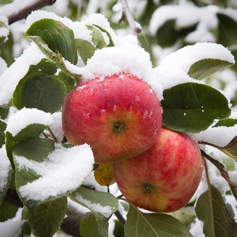 Christmas Cottage, Fruit Plants, Autumn Painting, Winter Trees, Winter Solstice, Fruit And Veg, Apple Tree, All Flowers, Winter Garden