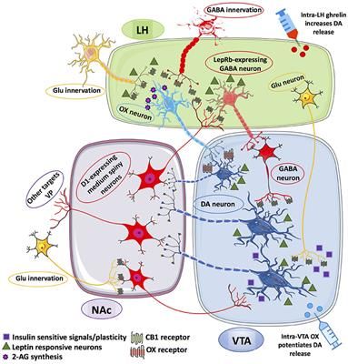 Ventral Tegmental Area, Become Irresistible, Leptin And Ghrelin, Nucleus Accumbens, Adipose Tissue, Reward System, Neuroscience, Food Pictures, Brain