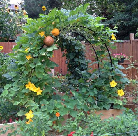 Squash Arch Pumpkin Arch Garden, Pumpkin Tunnel, Gourd Tunnel, Squash Arch, Pumpkin Arch, Vertical Vegetable Gardens, Vegetable Garden Planner, Raised Vegetable Gardens, Vertical Vegetable Garden