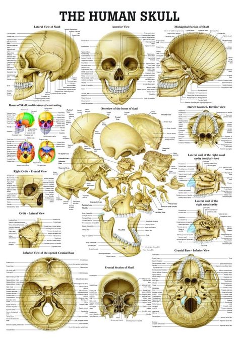 Human Skull Anatomy, Anatomy Chart, Skull Anatomy, Anatomy Bones, Skeleton Anatomy, Dental Anatomy, Brain Anatomy, Human Body Anatomy, Muscle Anatomy