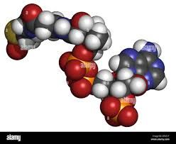 Acetyl-coenzyme A (Acetyl-coA) biochemical, molecular model. Atoms are represented as spheres Stock Photo - Alamy Acetyl Coa, Image Processing, Atom, Color Coding, Photo Image, High Resolution, Resolution, Stock Photos, Illustrations