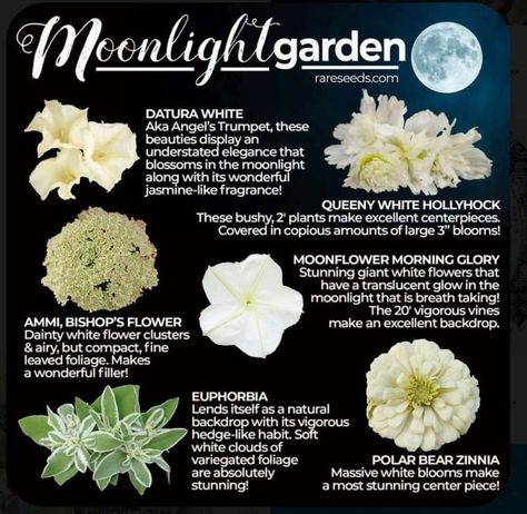 Moon Garden Plants, Witch Garden Aesthetic, Witchy Garden Aesthetic, Moon Gardening, Moon Garden Ideas, Moon Gardens, Witches Garden, Witchy Garden, Moonlight Garden