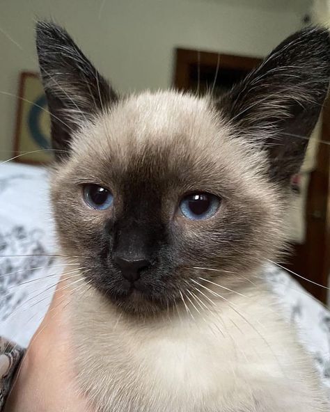 Dream's Cat, Personality Characteristics, Siamese Kittens, Cerámica Ideas, 16 Weeks, Cat Breed, Funny Cute Cats, Cute Cats And Dogs