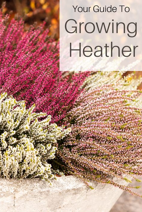 Heather Plant Landscape, Plants In Pots Outdoor Front Yards, Heathers Plant, Heather Garden Ideas, Wildflower Bed, Scottish Gardens, Heather Garden, Thistle Wreath, Ornamental Grasses For Shade