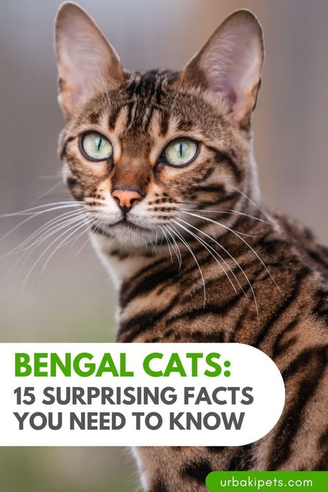 Are you curious about Bengal cats and what makes them so unique? Look no further! With their leopard-like appearance and playful personalities, Bengal cats have captured the hearts of pet lovers worldwide. But did you know that they are also one of the smartest and most adaptable cat breeds out there? Our comprehensive guide reveals 15 fascinating facts you didn't know about Bengal cats. From their origins as a hybrid breed to their keen intelligence and natural hunting abilities Grey Bengal Cat, Bengal Cat For Sale, Asian Leopard Cat, Bengal Kitten, Leopard Cat, Bengal Cats, Lovely Friends, Lots Of Cats, Fascinating Facts