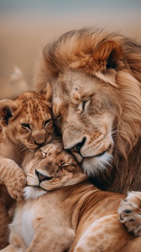 Lion Couple, Closeup Portrait, Lion Family, Lion Photography, Lions Photos, Lion And Lamb, Lion Love, Majestic Creatures, Wild Animals Pictures