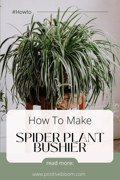 Spider Plant Propagation, Indoor Plants Clean Air, Spider Plant Care, Indoor Plants Low Light, Plant Bugs, Household Plants, Spider Plant, Plant Care Houseplant, Growing Plants Indoors