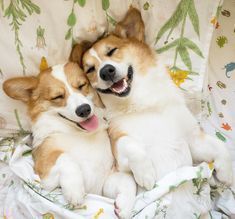 Untitled Cute Corgi Puppy, Corgi Dogs, Corgi Puppies, Corgi Pictures, Dream Dog, Corgi Puppy, Cute Corgi, Pembroke Welsh Corgi, Puppies Funny