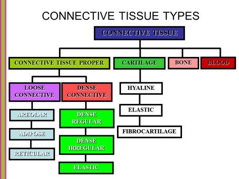 Connective Tissue Types Types Of Tissues Notes, Tissues Of The Body Notes, Tissues Anatomy And Physiology, Connective Tissue, Anatomy And Physiology Tissues, Types Of Connective Tissue, Connective Tissue Anatomy, Tissue Biology, Type Chart