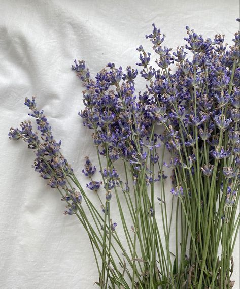 Joana Marcus, The Present Moment, Present Moment, Lavender Flowers, The Present, Have You Ever, Incense, Scents, Podcast