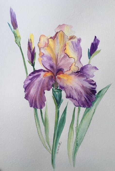 Irises Flowers Drawing, Iris Drawing Flower, Iris Drawings, Iris Flowers Drawing, Purple Flowers Drawing, Iris Flowers Painting, Iris Watercolor Painting, Iris Flower Painting, Watercolor Irises