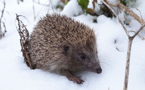 Nature In Winter, Baby Hedgehogs, House At Pooh Corner, Garden Wildlife, Pooh Corner, Baby Hedgehog, Xmas 2022, Animal Help, A Hedgehog