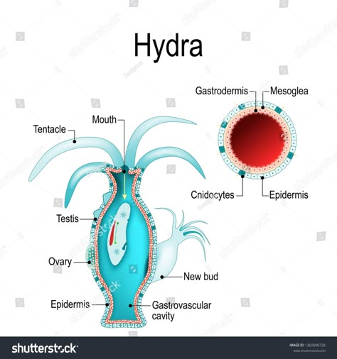 hydra anatomy. Cnidaria. illustration for biological, science and educational use #Ad , #Affiliate, #Cnidaria#anatomy#hydra#illustration Biology Jobs, Animal Characteristics, Biology College, Biological Science, Science Infographics, Cnidaria, Basic Anatomy And Physiology, Door Room, 7th Grade Science