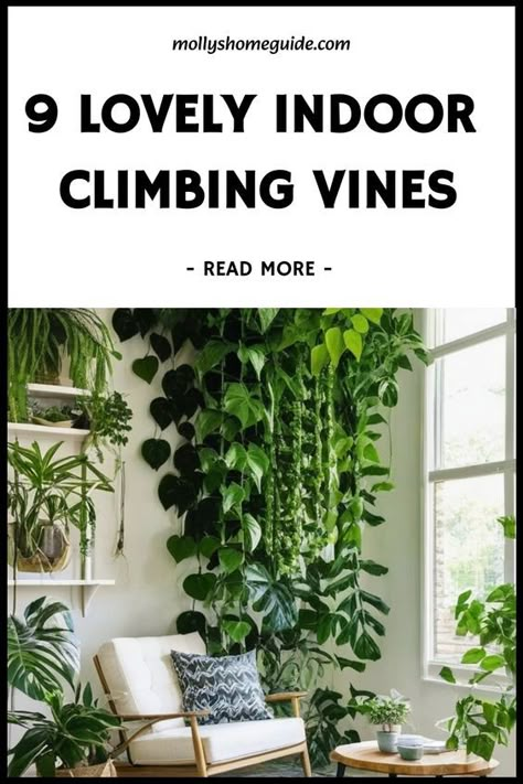 Discover the best indoor creeper plants to add a touch of nature to your home decor. Climbing plants not only beautify your space but also help purify the air. Fast growing creepers like Pothos varieties and other indoor vines can quickly fill up empty corners with lush greenery. Indoor climbers are perfect for creating a tropical atmosphere indoors. Plants that trail gracefully such as cool indoor vines make stunning hanging displays. Home Plant Display, Plants That Grow On Walls, Plant Archway Indoor, Indoor Grass Plant, Indoor Plant Vines, Trailing Indoor Plants, Crawling Plants Indoor, How To Hang Pothos Vines, Indoor Creeper Plants