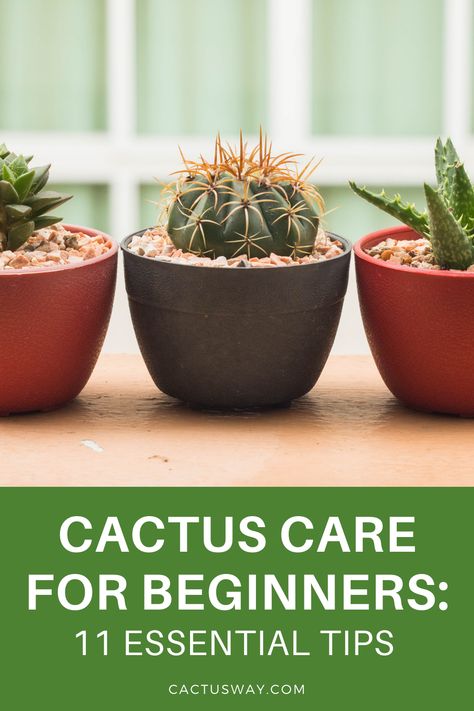 Are you looking to get a cactus? Not sure how to take care of it? We have compiled a beginner’s guide on caring for cactus with 11 easy to follow tips and tricks. #cactusplantcare #cactushouseplantcare #cactuscareindoor #cactuscaretipsindoor #cactuscaretips #cactuscaretipsforbeginners Succulents Care, Fairy Castle Cactus, Round Cactus, How To Grow Cactus, Gardening Indoors, Plants Care, Easy Gardening, Indoor Cactus, Cactus Care