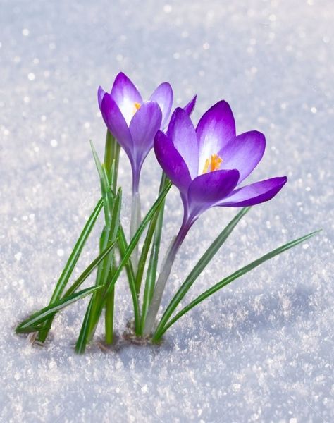 Floral Photography Nature, Snow Drops Flowers, Wild Flower Meadow, Flora Flowers, Crocus Flower, Wedding Green, Blossoms Art, Floral Photography, Photography Love