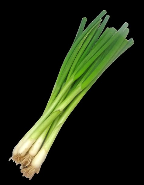 Spring Onion is my discovery this growing season. Even though, it’s not at all difficult to buy spring onions in Dutch supermarkets, growing them has some plus points. I don’t remember how I came u… Spring Produce, Vegetable Pictures, Fruit Photography, Spring Vegetables, Spring Onion, Fruit And Veg, Growing Vegetables, Green Onions, Meals For The Week