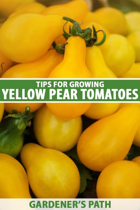 An unusual shape and a mild flavor set ‘Yellow Pear’ apart from other tiny tomatoes you can grow in your garden. This heirloom cultivar produces long vines and loads of yellow fruit. Learn the top ways to grow and care for ‘Yellow Pear’ tomatoes in our guide on Gardener's Path. #tomatoes #heirloomtomatoes #gardenerspath Yellow Pear Tomatoes, Pear Tomatoes, Tomato Container Gardening, Heirloom Tomatoes Varieties, Tomato Vine, Yellow Tomatoes, Vegetable Benefits, Starting A Vegetable Garden, Yellow Fruit