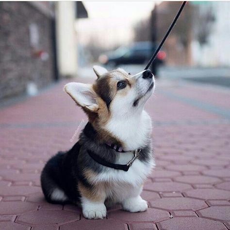 Corgi puppy Photography Cat, Cute Corgi Puppy, Cat Cosplay, Cutest Dog Ever, Hybrid Dogs, Corgi Funny, Corgi Puppy, Cute Corgi, Pembroke Welsh Corgi